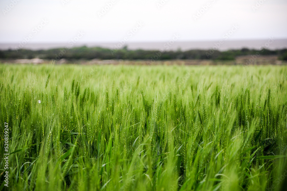 Green wheat plantations fields in the surrounding area of Juan Lacaze, Colonia, Uruguay Green wheat plantations fields in the surrounding area of Juan Lacaze, Colonia, Uruguay