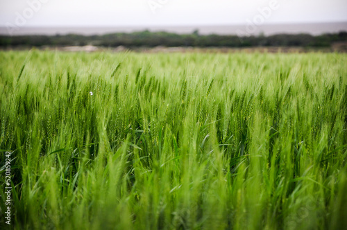 Green wheat plantations fields in the surrounding area of Juan Lacaze, Colonia, Uruguay photo