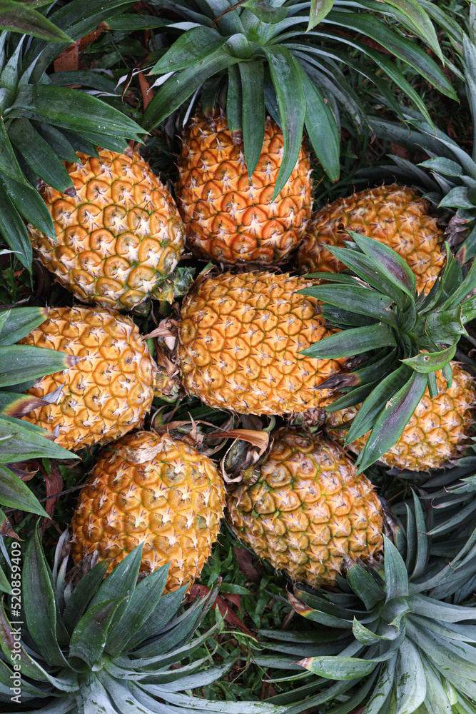 ripe pineapple stock on farm ripe pineapple stock on farm