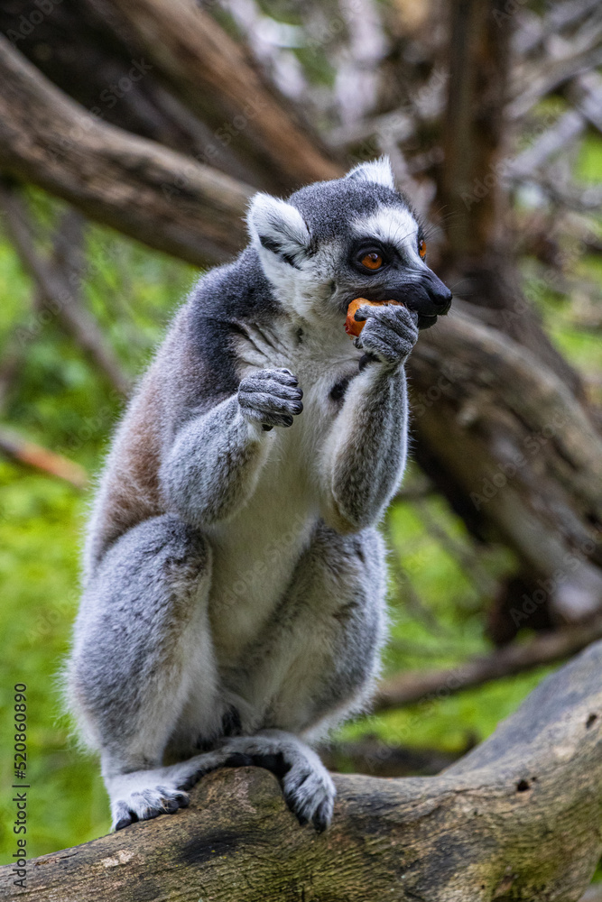 feeding a lemur in the zoo