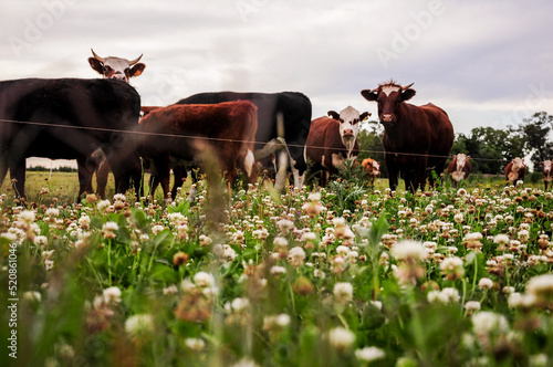 Cattle in the countryside near Juan Lacaze, Colonia, Uruguay photo
