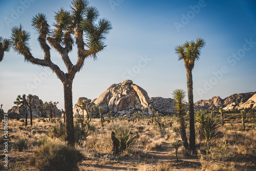 joshua tree national park