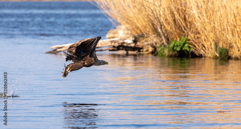 Naklejka premium White-tailed Eagle / Sea Eagle