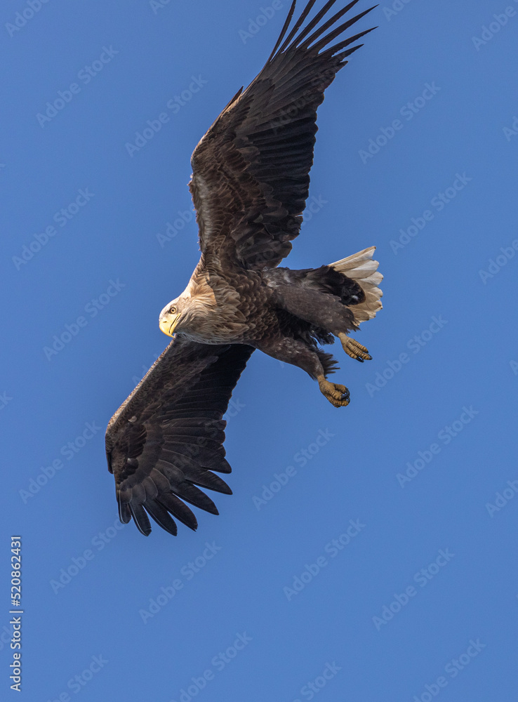 Fototapeta premium White-tailed Eagle / Sea Eagle