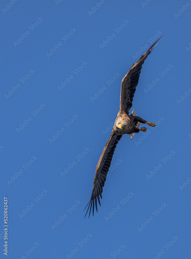 White-tailed Eagle / Sea Eagle