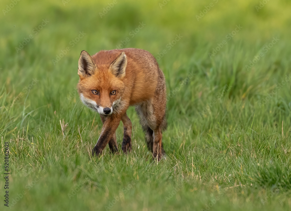 Red Fox Red Fox