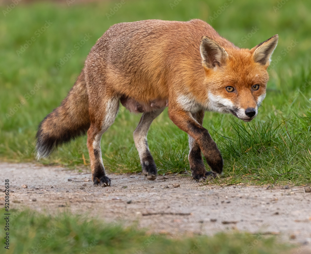 Red Fox Red Fox