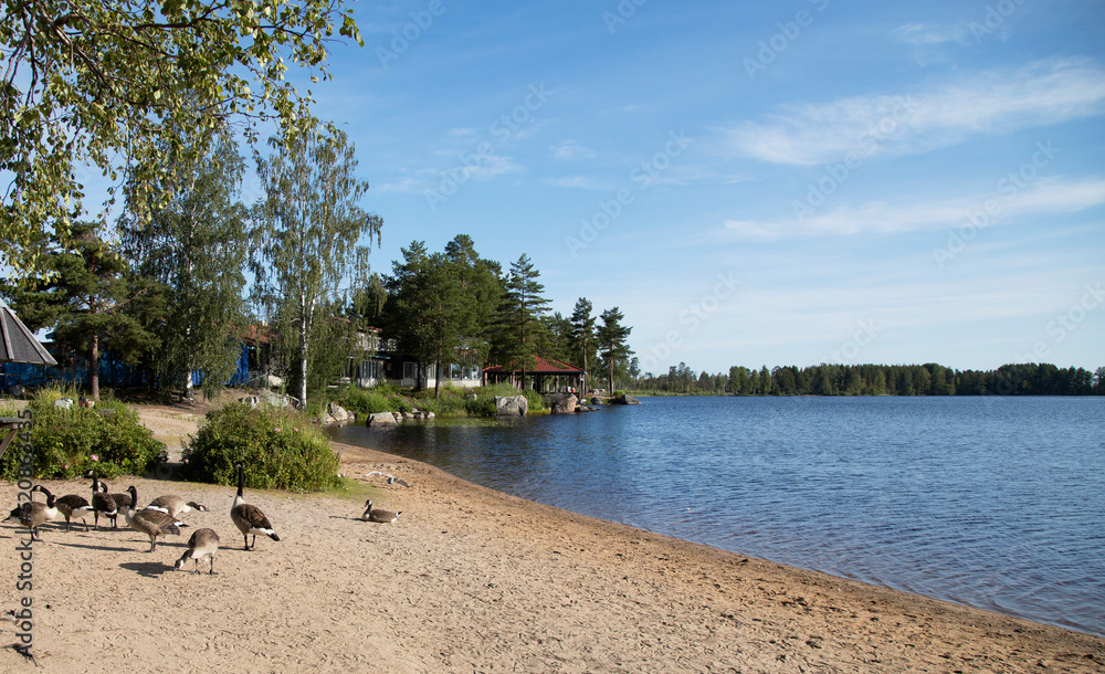 Shore of the lake and wild geese on the shore