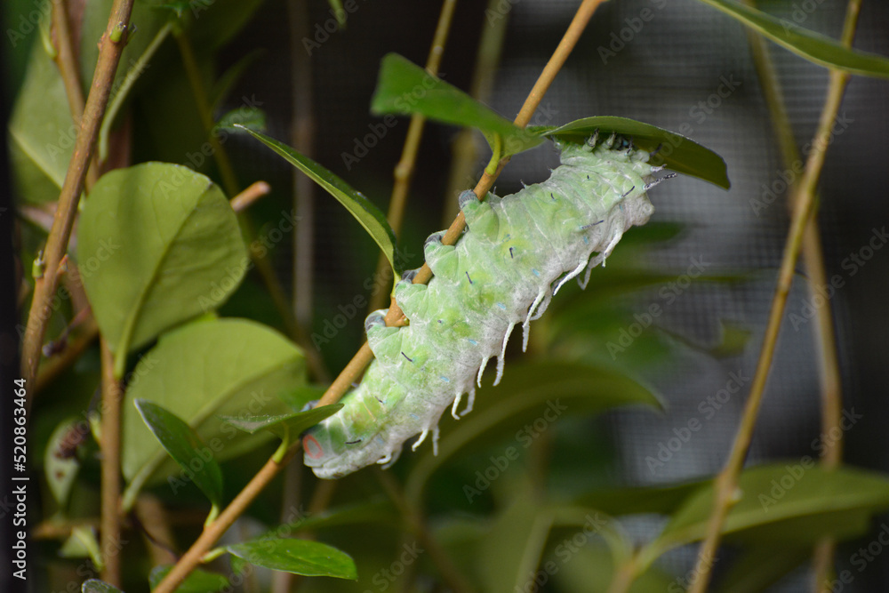 Naklejka premium Atlas Moth (Attacus atlas) Caterpillar climbing a plant stem