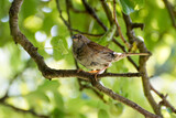 Dunnock perched in a Pear tree