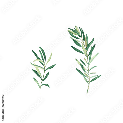 Olive branches isolated on white background. Watercolor illustration.