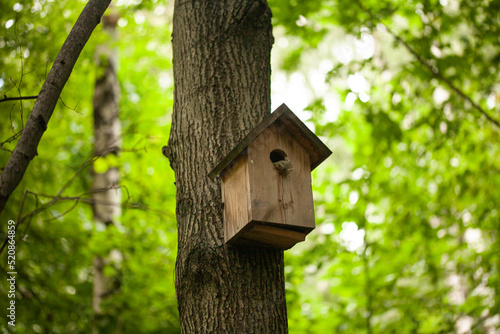Birdhouses and bird feeder in the forest on a blurry background of greenery. Save birds. Bird feeding