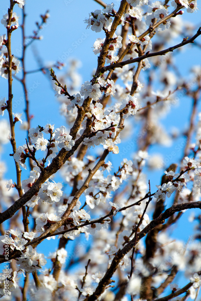 blossom in spring blossom in spring