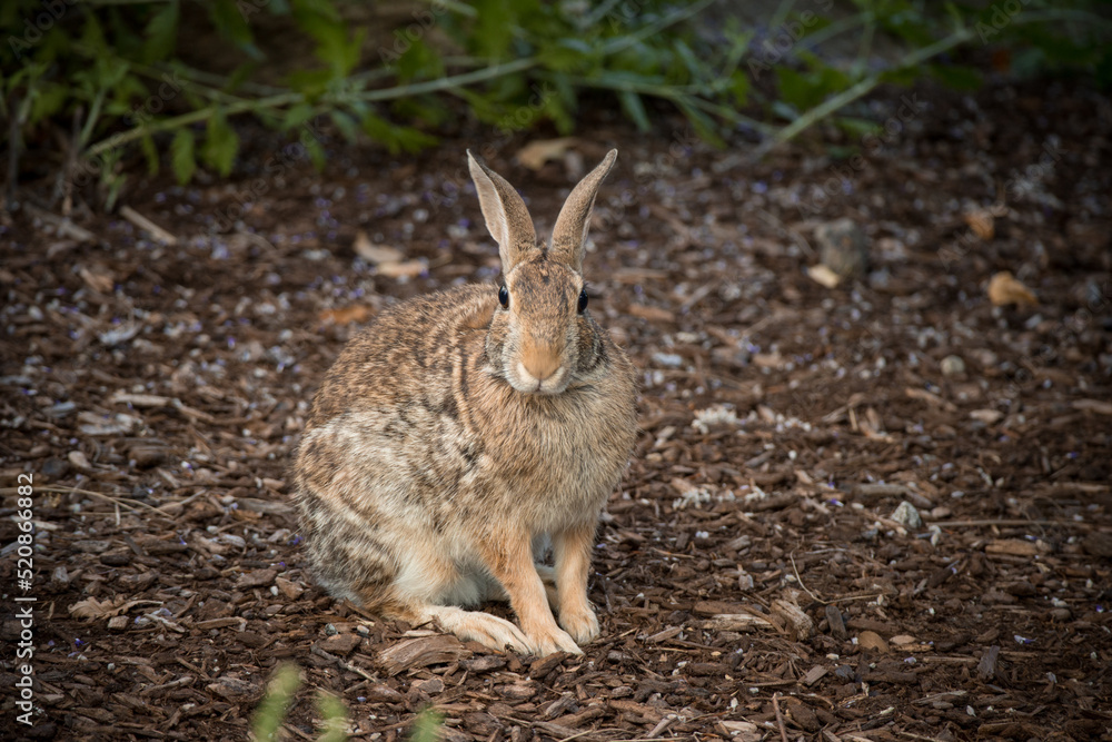 Fototapeta premium Animals in the city corners. 