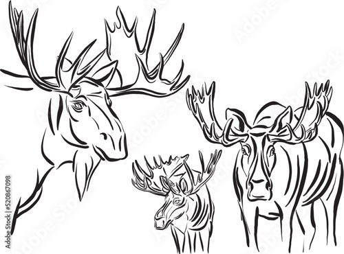moose illustration wild life mammal animal nature vector