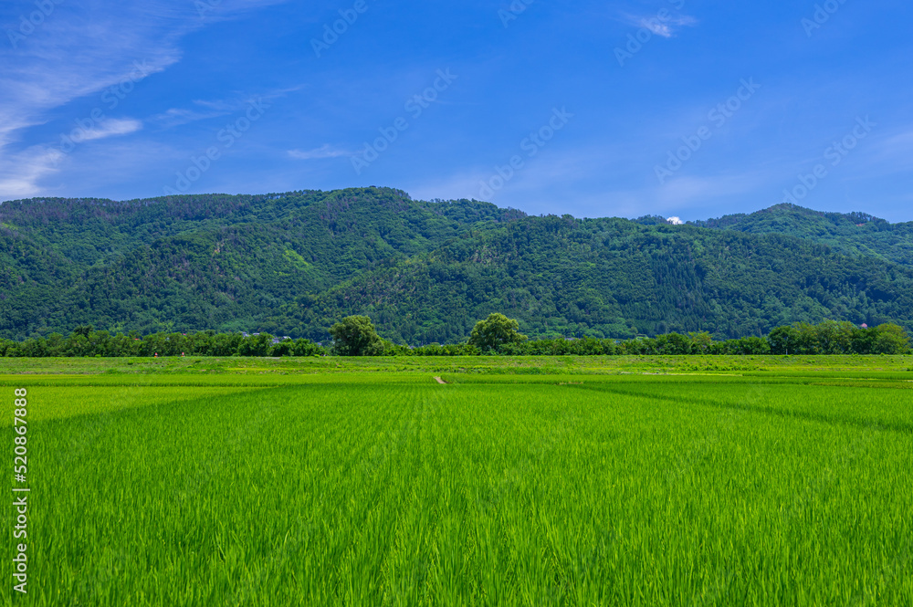 夏の鮮やかな田園風景　安曇野市