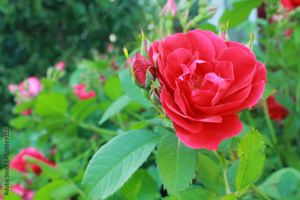 Pink roses in garden Pink roses in garden
