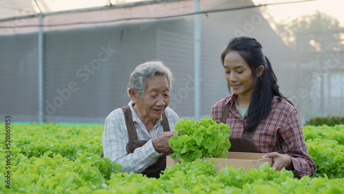 agriculture concept of 4k Resolution. Asian woman picking vegetables in greenhouse. © S photographer