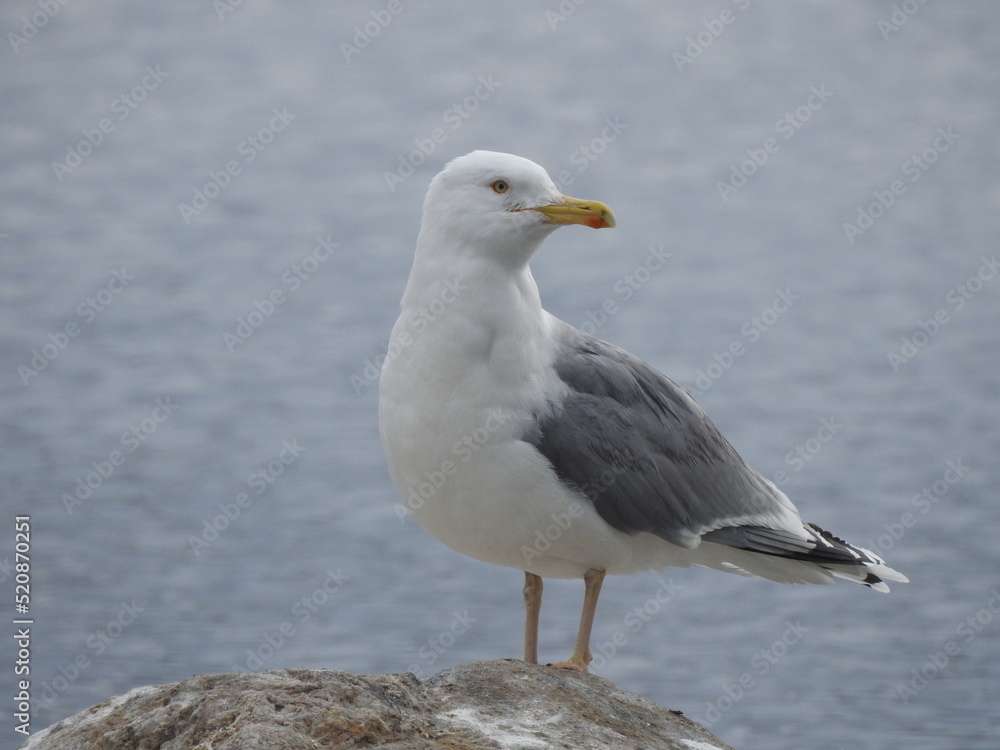 The European herring gull, Larus argentatus The European herring gull, Larus argentatus