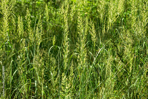 Tall green grass