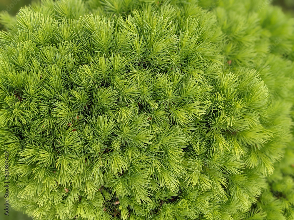 Conifer tree close-up background look Conifer tree close-up background look