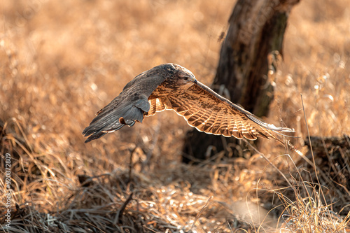 Fotografie Common buzzard - latin Buteo buteo - while hunting
