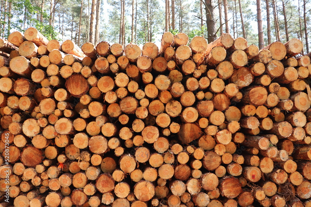 Fototapeta premium Wycinka drzew w lesie, składowanie drewna