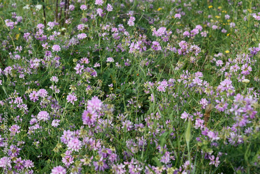 Violet field flowers with ladybug Violet field flowers with ladybug