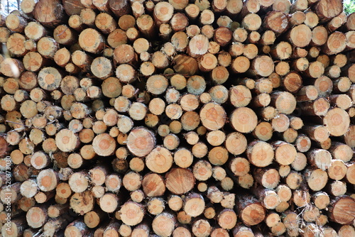 Wycinka drzew w lesie  sk  adowanie drewna