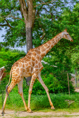 giraffe in the zoo  Dortmund  Germany 