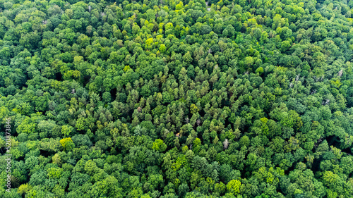 overview of a huge forest in Stuttgart, Germany