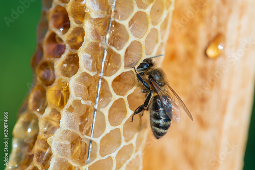 Bee on the honeycomb, macro photo. Bees produce fresh, healthy, honey © OlegD