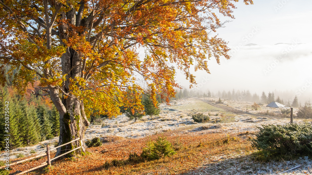 Obraz premium Incredible autumn landscape with yellow trees in mountains. Beautiful nature in autumn Ukraine, Carpathians