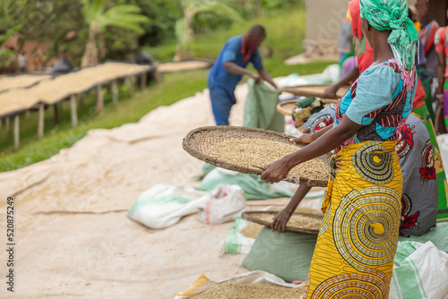 African American female workers sorting through coffee cherries in region of Rwanda photo