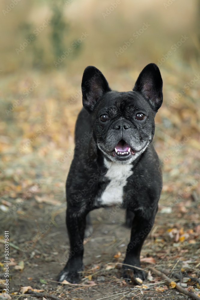 French bulldog black and white coloring on the lawn