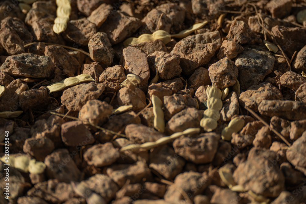 Rocks and Seed pods