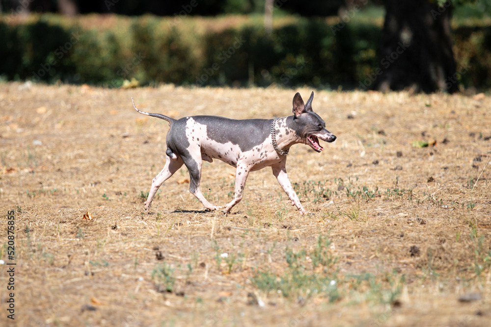 hairless american terrier runs across a clearing.