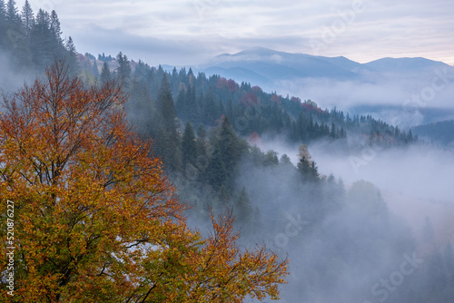Misty morning in the Carpathian mountains in autumn. White fog over the dreamy mountain range, covered with green forest
