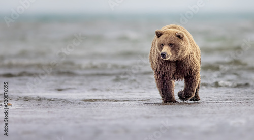 A coastal brown bear walks in the ocean during low tide