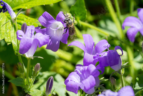 Closeup of a wild bee on bellflowers (campanula)