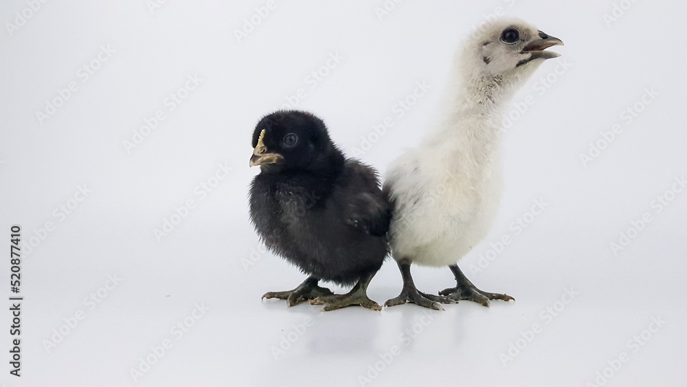 Fototapeta premium black and white chicken chicken on a white background