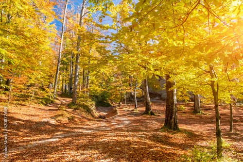 Amazing golden season. Beautiful autumn forest with yellow leaves in sunny day