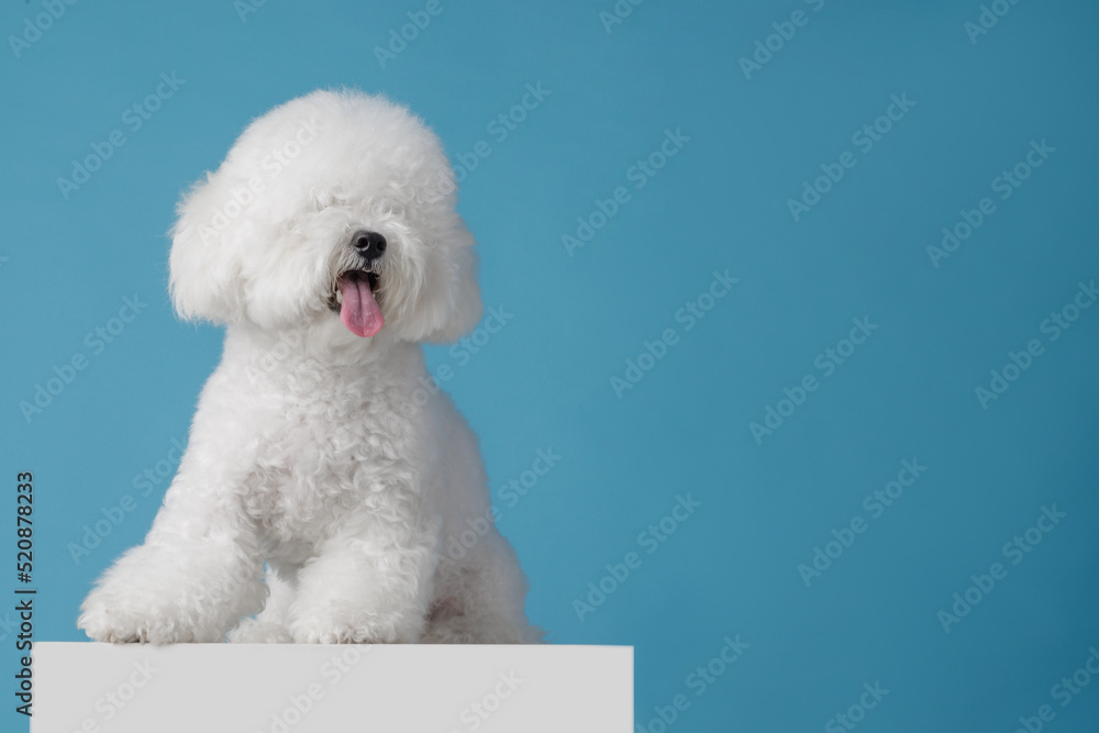 cute dog bichon frise on a flat blue background, bichon frise close-up cute dog bichon frise on a flat blue background, bichon frise close-up
