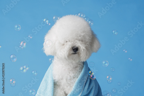 Cute bichon frise after bath wrapped in towel, pet care concept, copy space for Fototapet