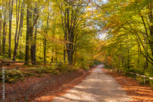 Amazing golden season. Beautiful autumn forest with yellow leaves in sunny day