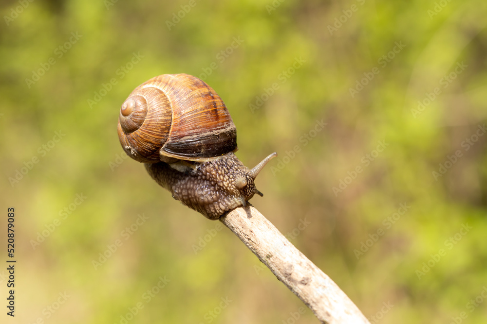 A large snail crawls on a stick on a blurred background. Close-up. Selective focus. A large snail crawls on a stick on a blurred background. Close-up. Selective focus.