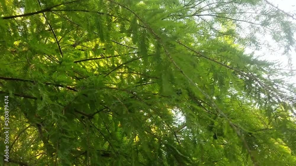 green forest in the morning green forest in the morning