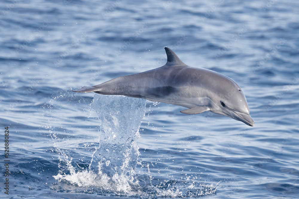 Fototapeta premium dolphin jumping out of water