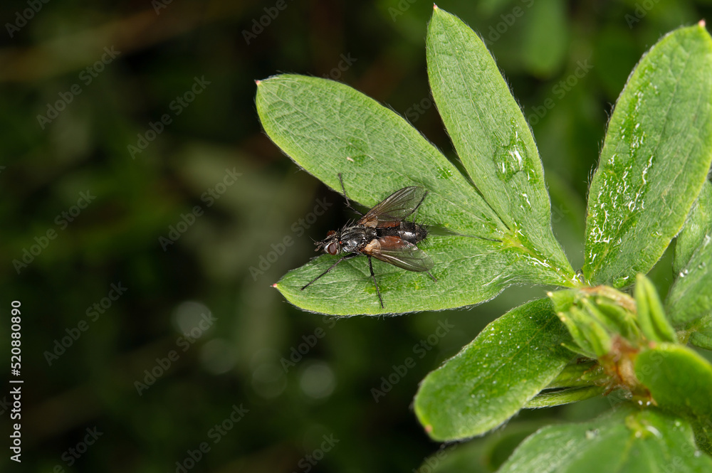 A fly with transparent wings sits on a green leaf A fly with transparent wings sits on a green leaf