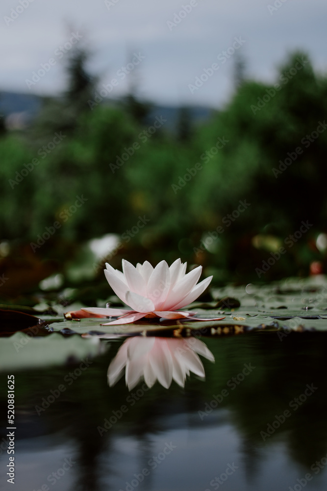 Reflection of a soft pink water lily in the lake